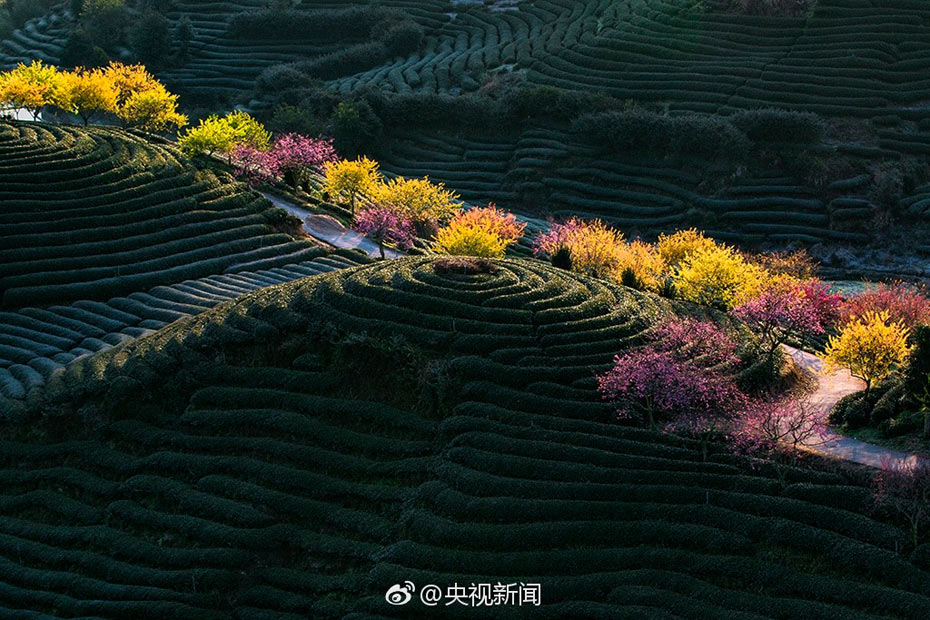 Intoxicating cherry blossoms in Fujian tea garden