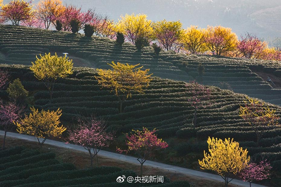 Intoxicating cherry blossoms in Fujian tea garden