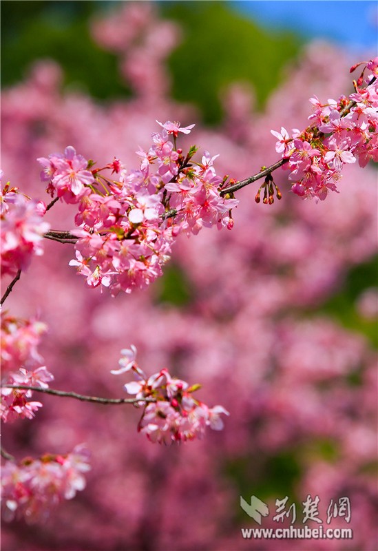 Cherry blossoms bloom in Wuhan