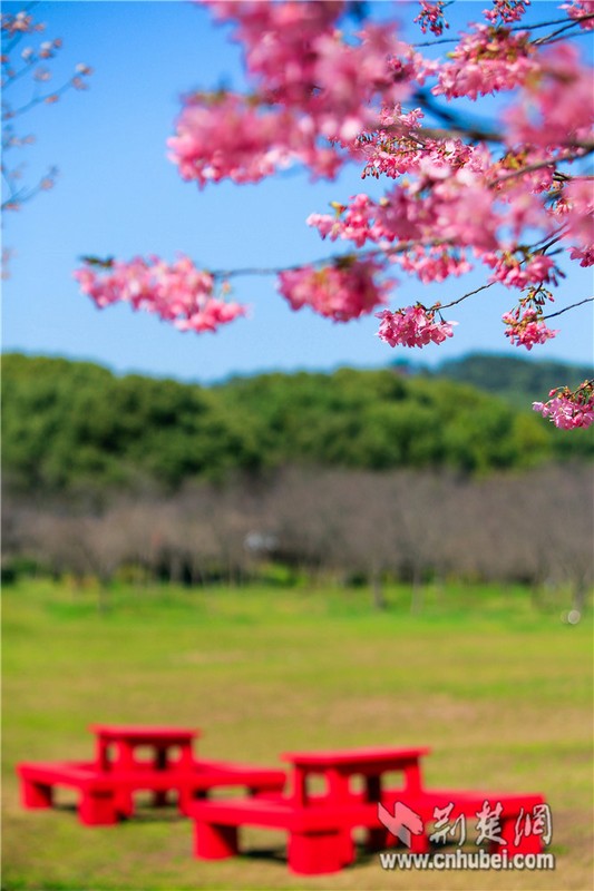 Cherry blossoms bloom in Wuhan