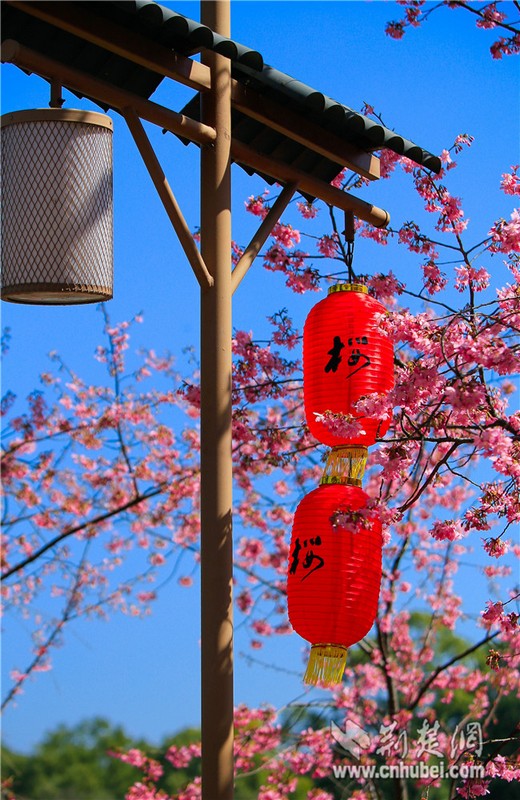 Cherry blossoms bloom in Wuhan