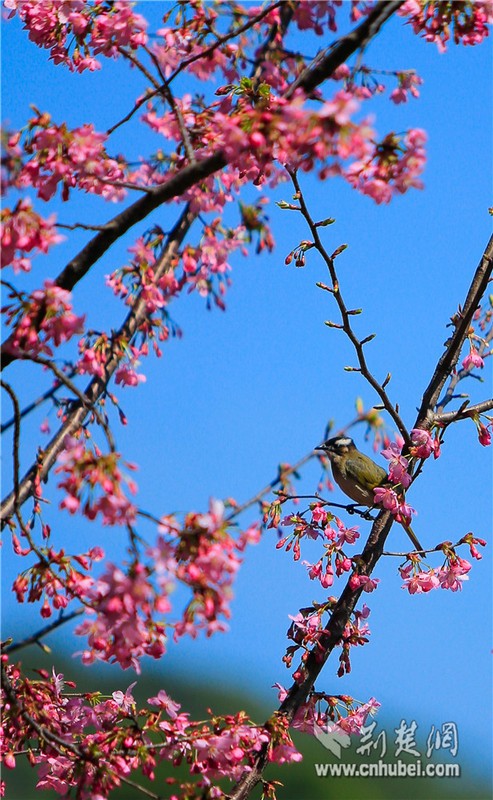 Cherry blossoms bloom in Wuhan