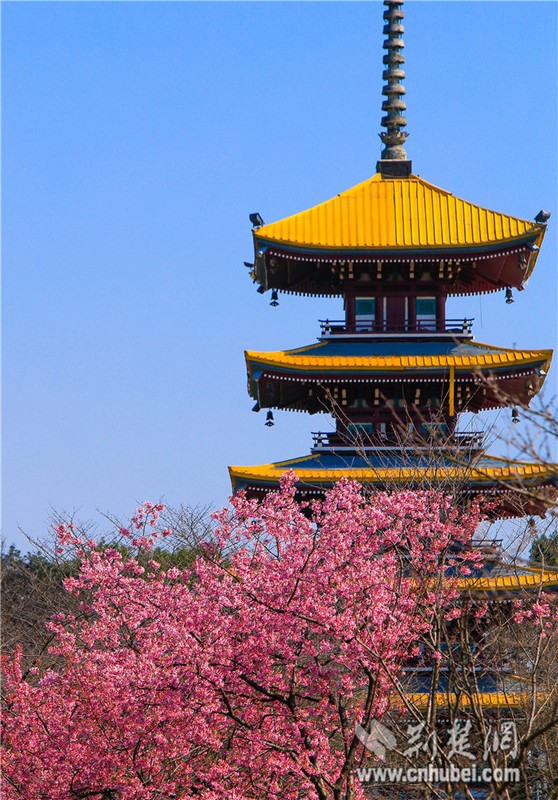 Cherry blossoms bloom in Wuhan