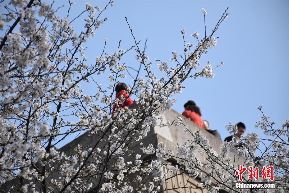 Wuhan University cherry blossoms attracts sea of visitors