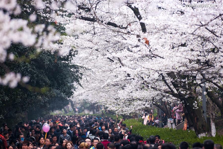 People view cherry blossoms at Wuhan University