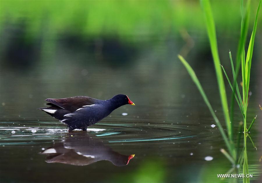 Wild birds attract visitors in Fujian, southeast China