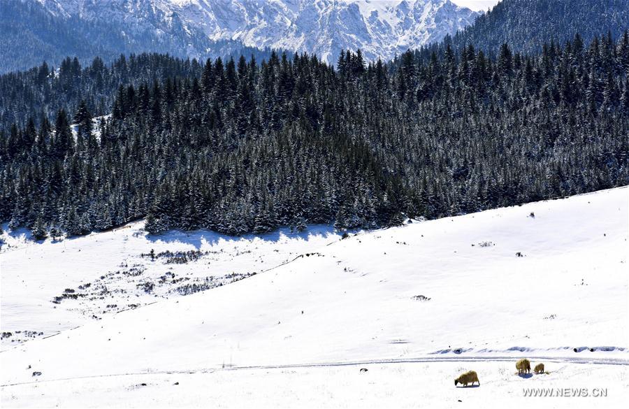 Snow scenery of Qilian Mountain in northwest China