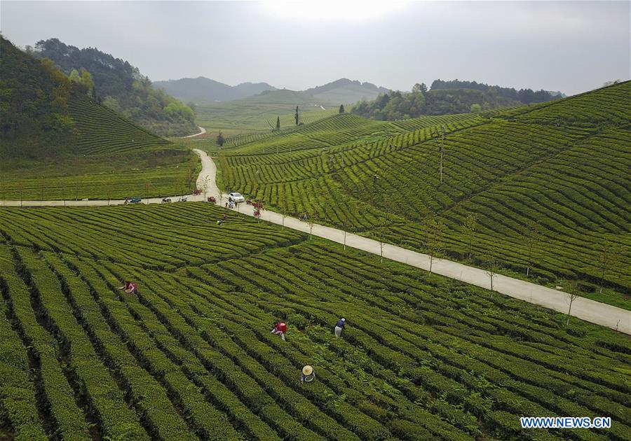 Farmers harvest tea leaves to produce Mingqian tea in SW China