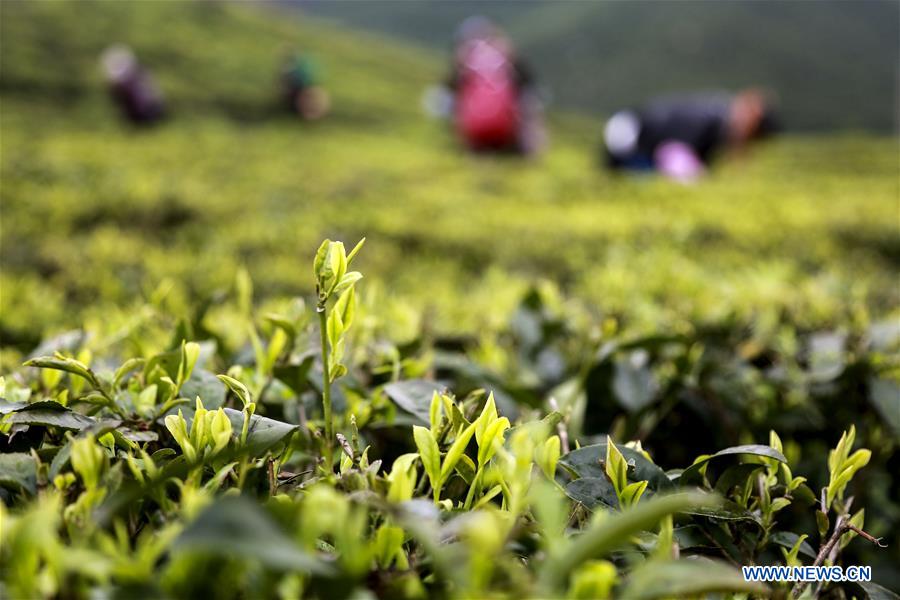 Farmers harvest tea leaves to produce Mingqian tea in SW China