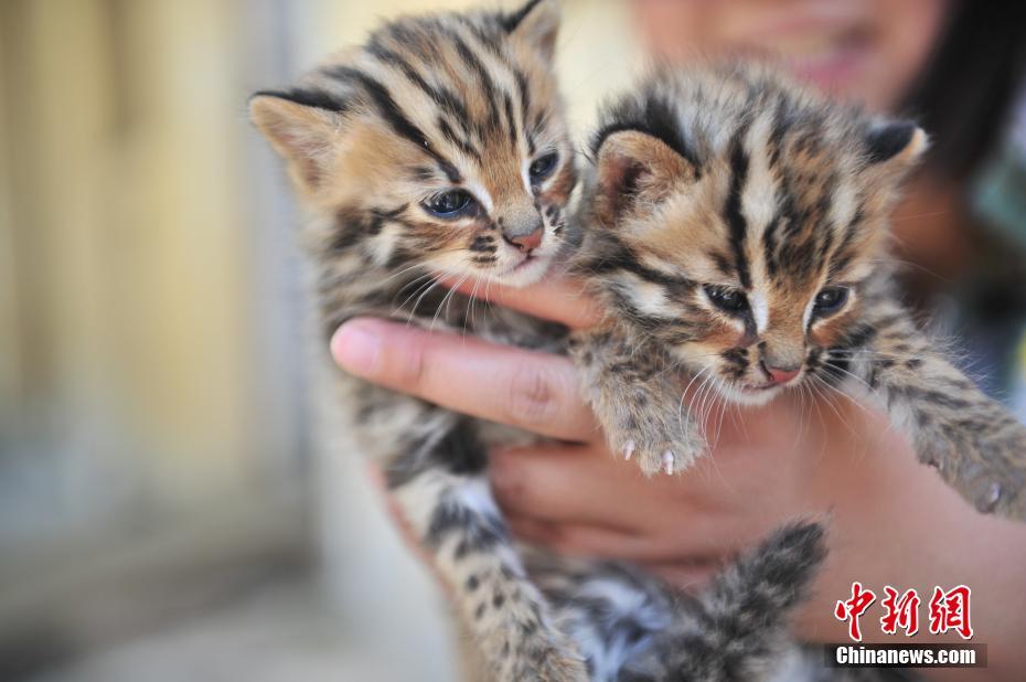 A pair of cute leopard cubs spotted at Yunnan Safari Park