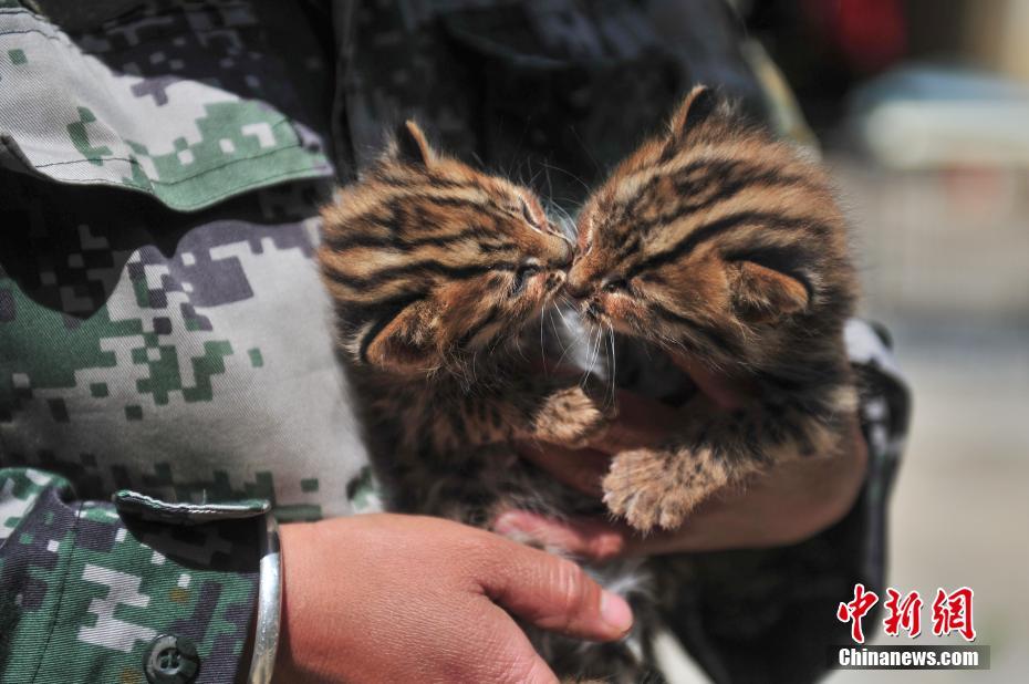 A pair of cute leopard cubs spotted at Yunnan Safari Park