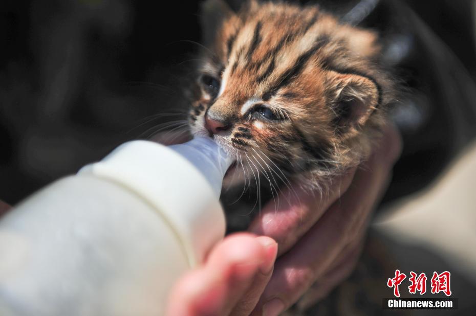 A pair of cute leopard cubs spotted at Yunnan Safari Park