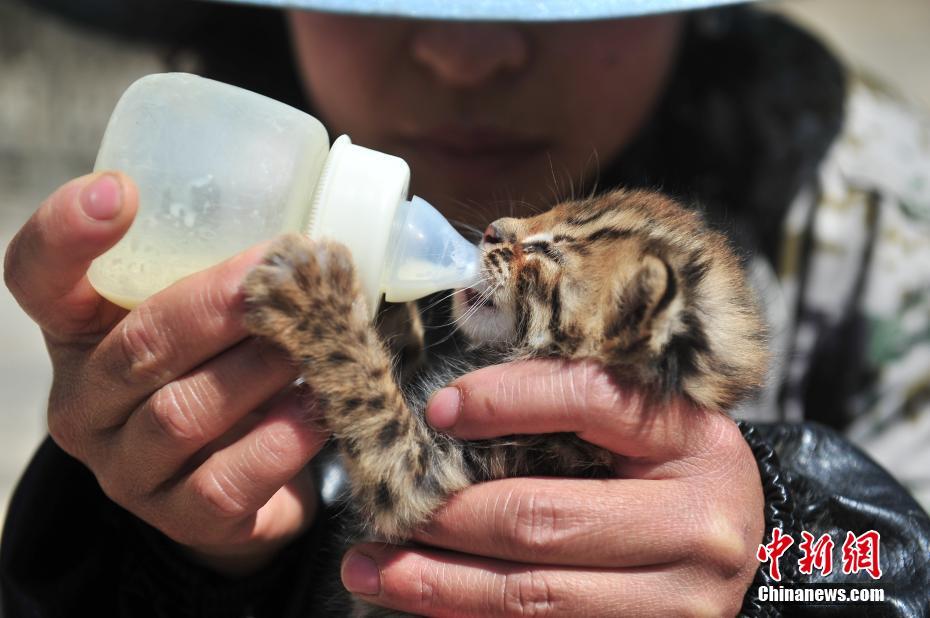 A pair of cute leopard cubs spotted at Yunnan Safari Park