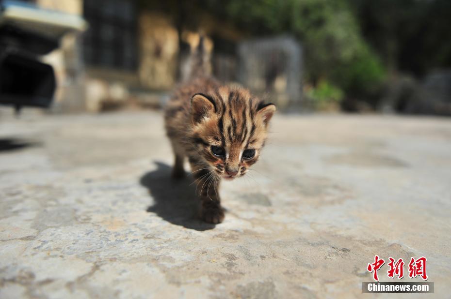 A pair of cute leopard cubs spotted at Yunnan Safari Park