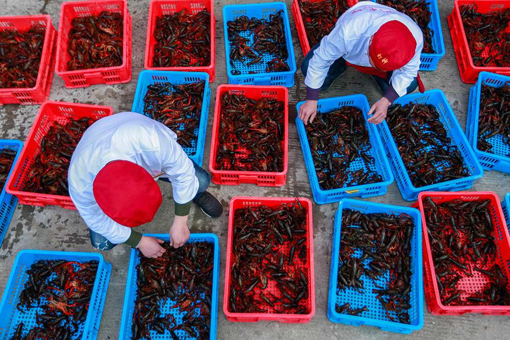 Crayfish season begins in eastern China