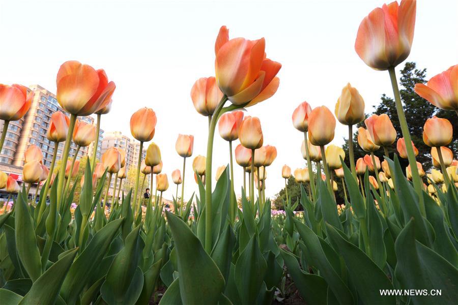 Visitors view tulip flowers in NW China's Gansu