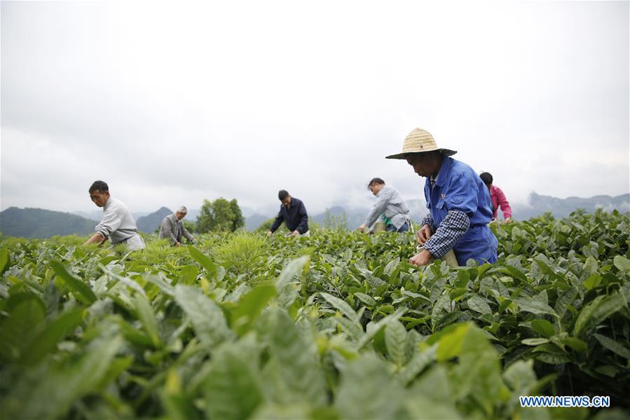 In pics: tea base in Kaiyang County, SW China's Guizhou