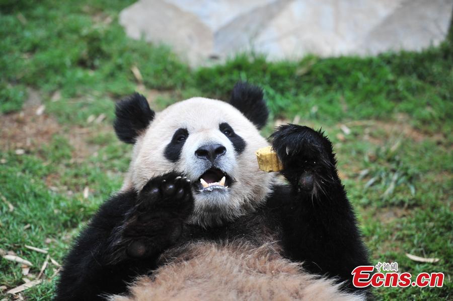 Special zongzi offered to animals for Dragon Boat Festival