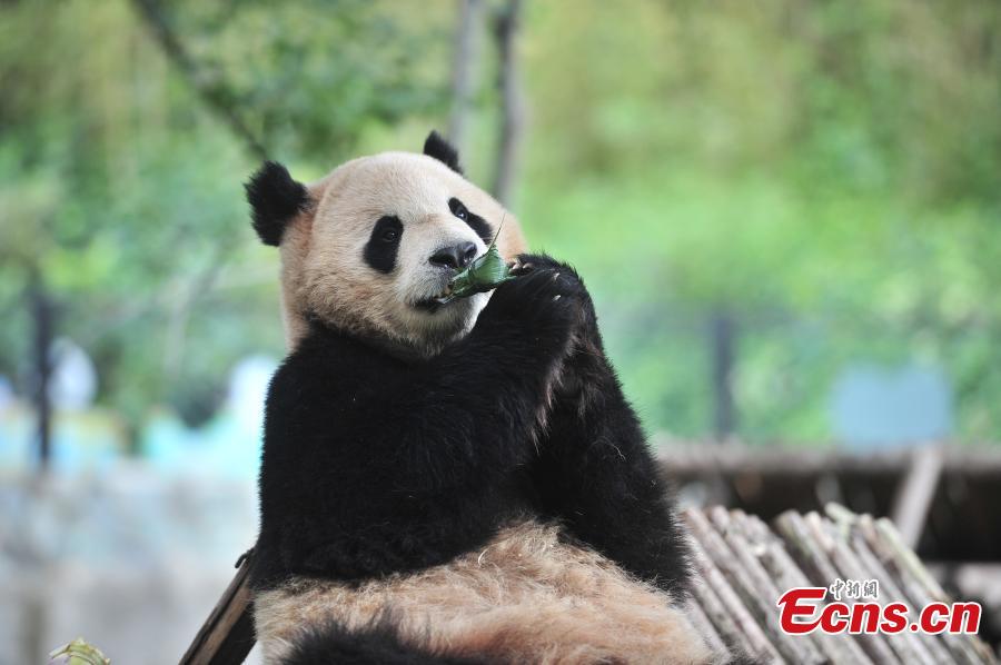 Special zongzi offered to animals for Dragon Boat Festival