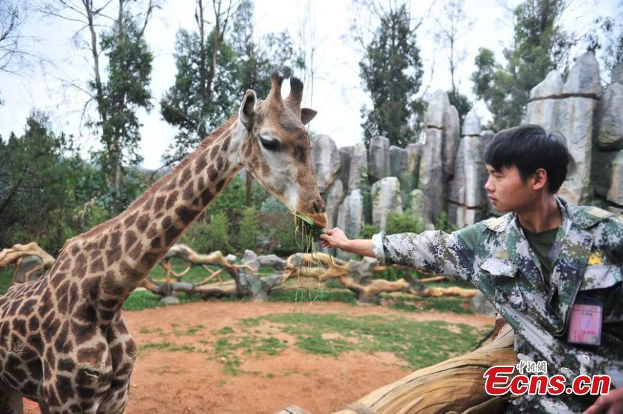 Special zongzi offered to animals for Dragon Boat Festival