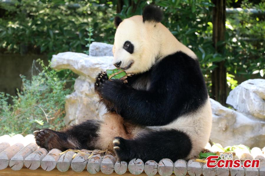 Giant panda enjoys zongzi at zoo in Yangzhou