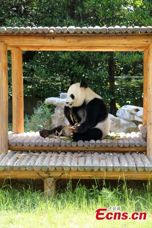 Giant panda enjoys zongzi at zoo in Yangzhou