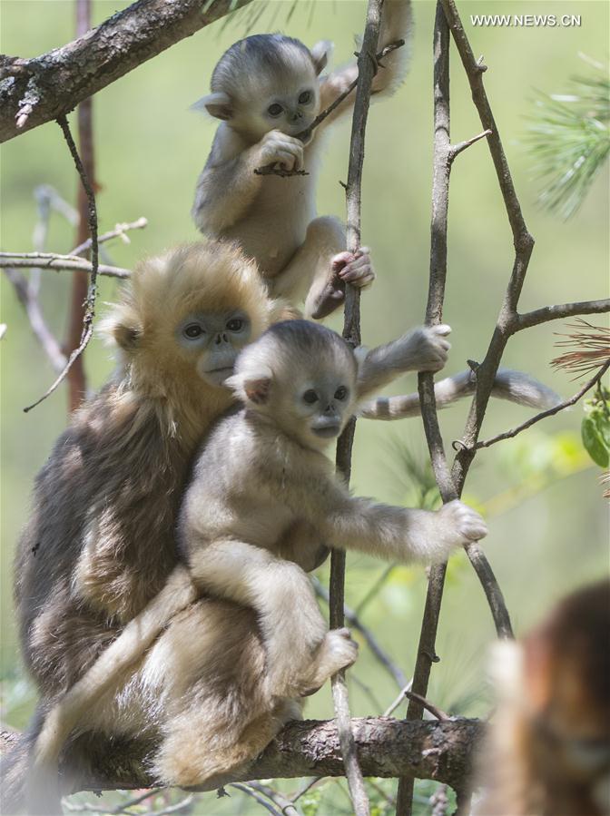 Golden monkeys play at research center in central China's Shennongjia