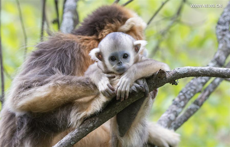 Golden monkeys play at research center in central China's Shennongjia