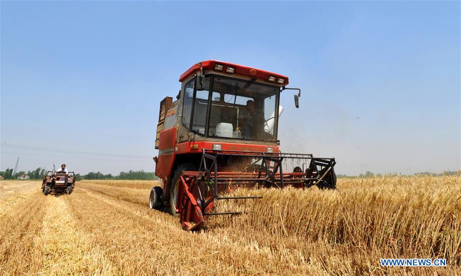 Summer wheat harvested across China 