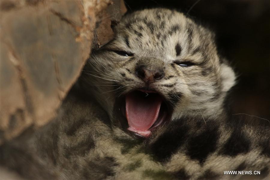 Snow leopard cubs spotted at headwater region of Yangtze in NW China