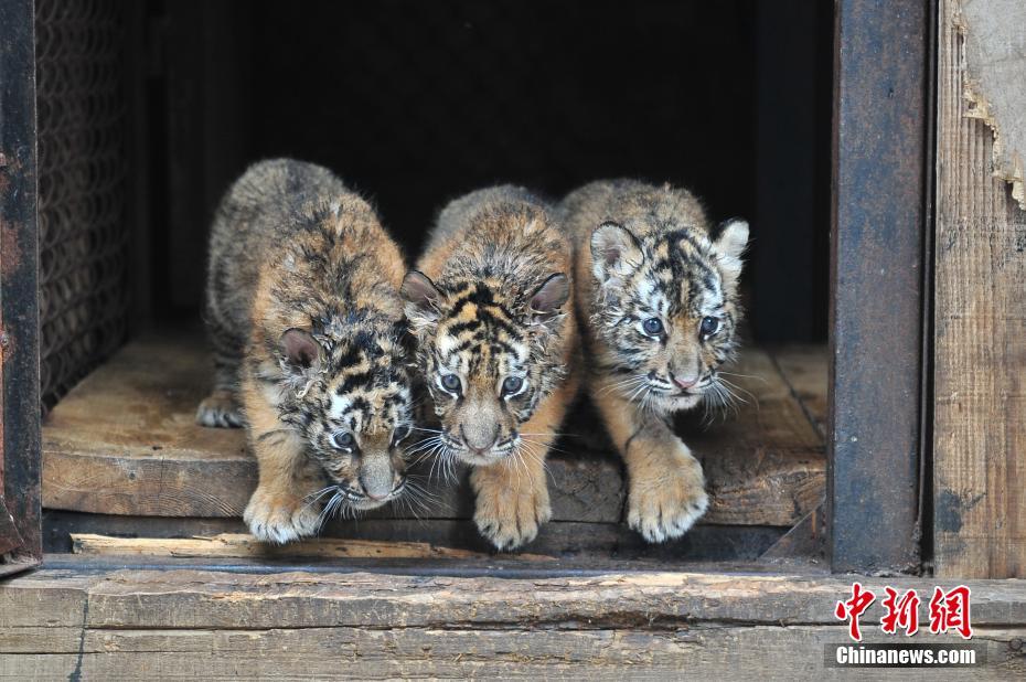 Tiger quadruplets meet visitors in Yunnan