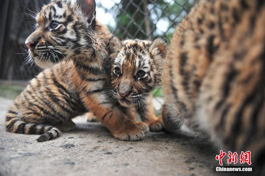 Tiger quadruplets meet visitors in Yunnan