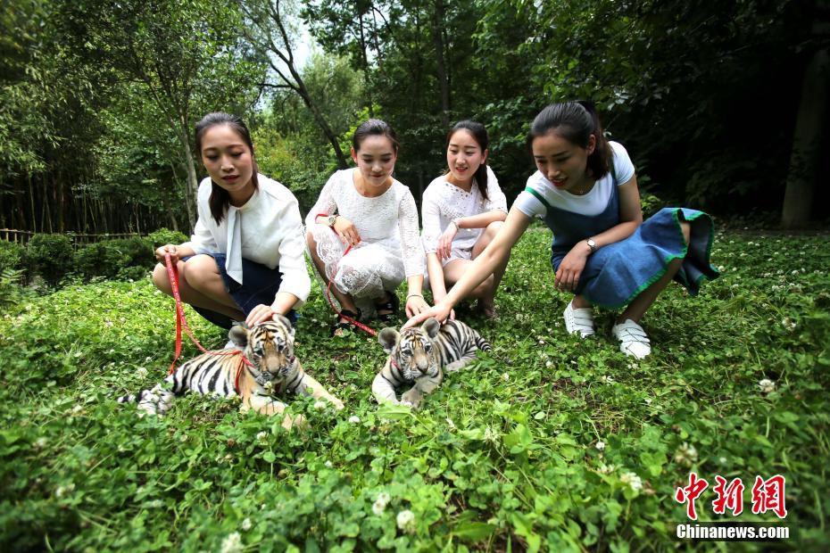 Real-life “Beauty and the Beast”: Henan women stroll with baby tigers