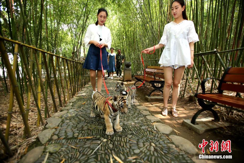 Real-life “Beauty and the Beast”: Henan women stroll with baby tigers