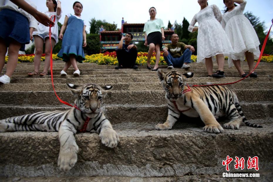 Real-life “Beauty and the Beast”: Henan women stroll with baby tigers