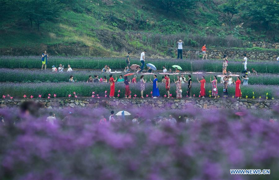 In pics: sea of vervain in terraced fields in E China