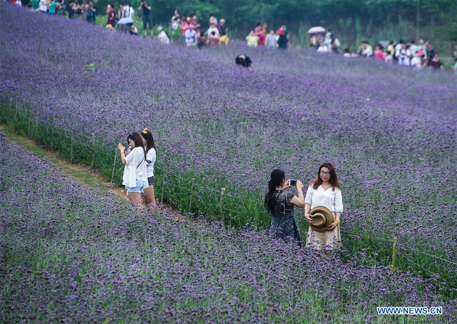 In pics: sea of vervain in terraced fields in E China