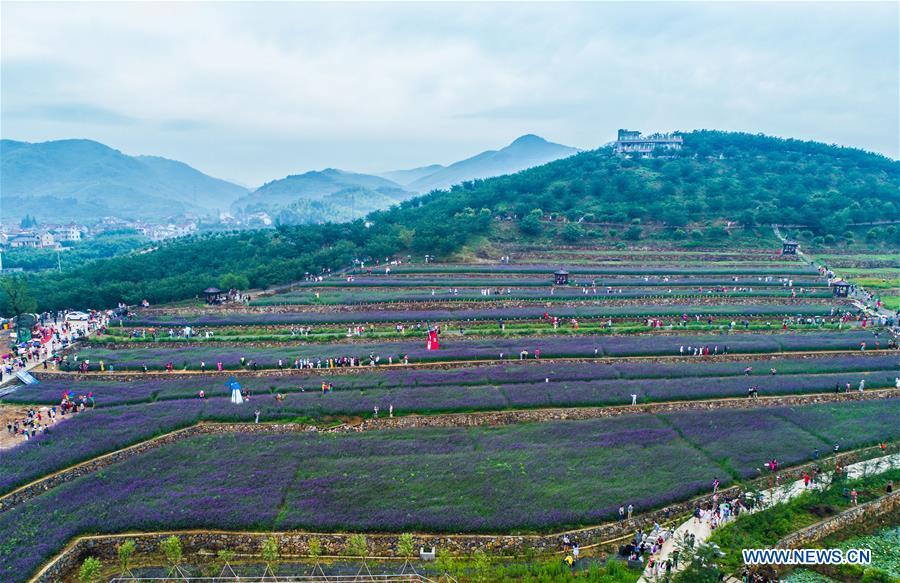 In pics: sea of vervain in terraced fields in E China