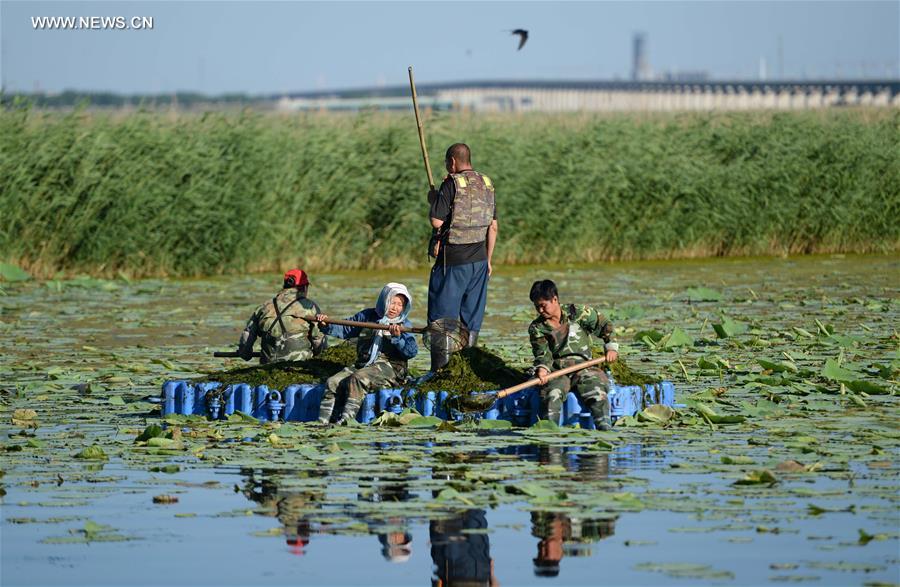 Scenery of Longfeng wetland nature reserve in NE China's Daqing City