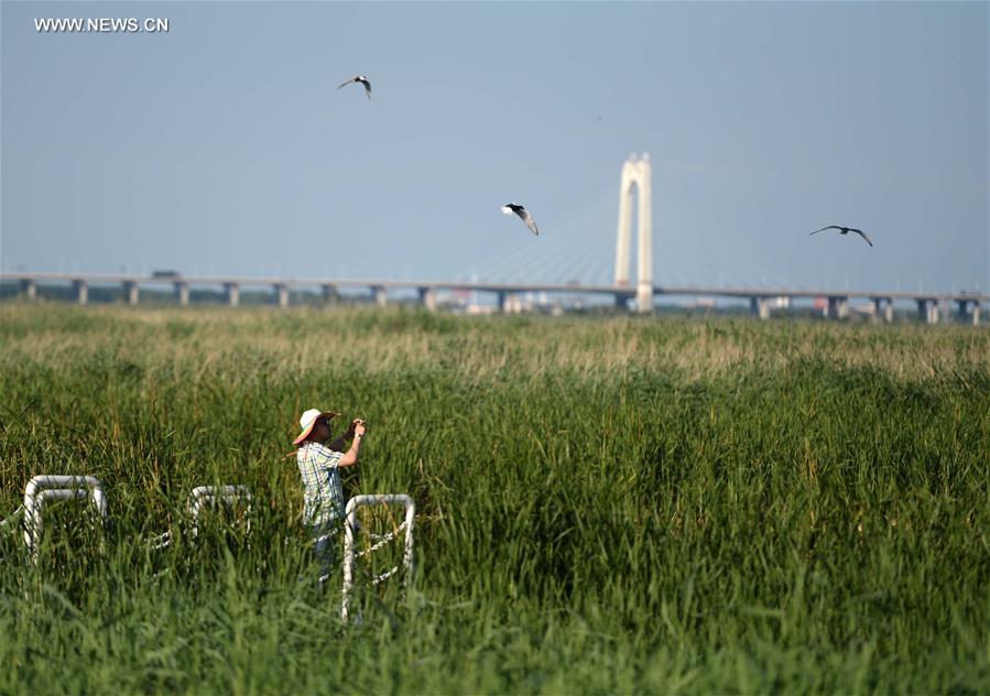 Scenery of Longfeng wetland nature reserve in NE China's Daqing City