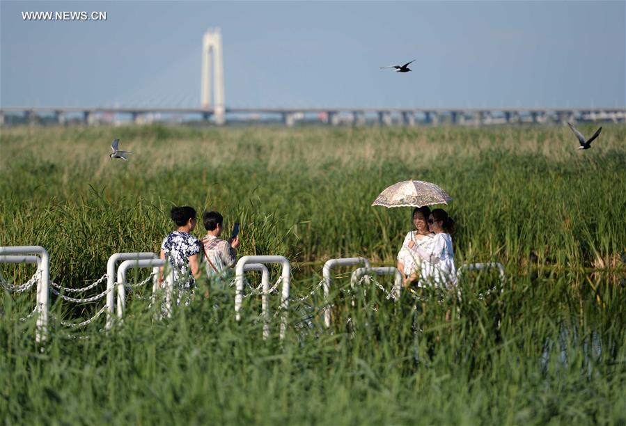 Scenery of Longfeng wetland nature reserve in NE China's Daqing City