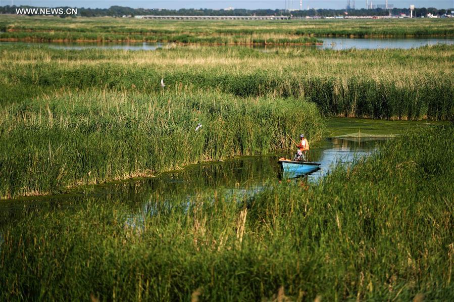 Scenery of Longfeng wetland nature reserve in NE China's Daqing City