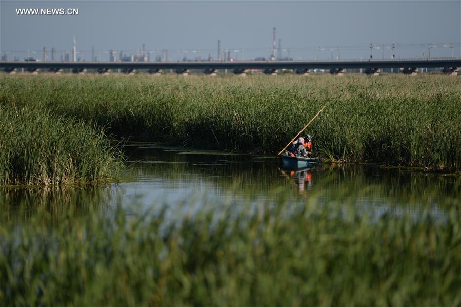 Scenery of Longfeng wetland nature reserve in NE China's Daqing City