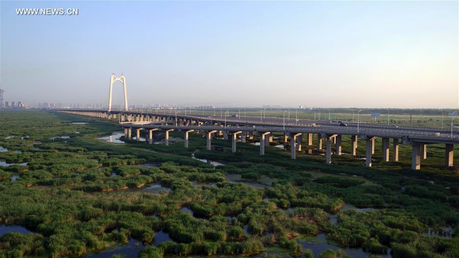 Scenery of Longfeng wetland nature reserve in NE China's Daqing City