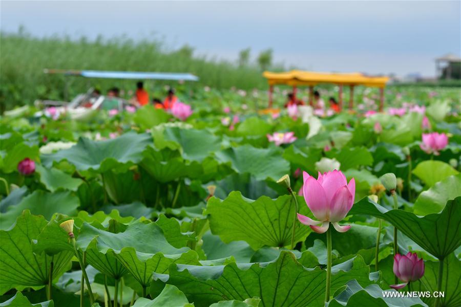 In pics: Sea of lotuses in central China's Henan