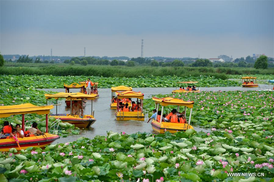 In pics: Sea of lotuses in central China's Henan