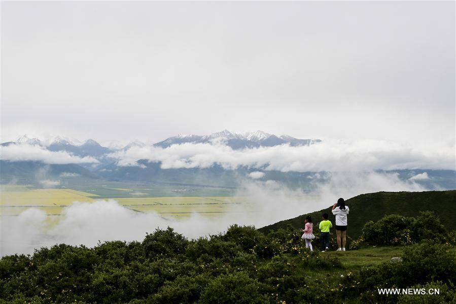 Tourists enjoy cole flowers in Qinghai