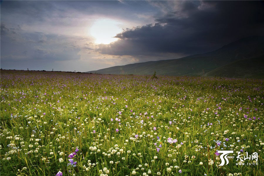 Picturesque summer scenery of Tuohulasu Prairie in Xinjiang