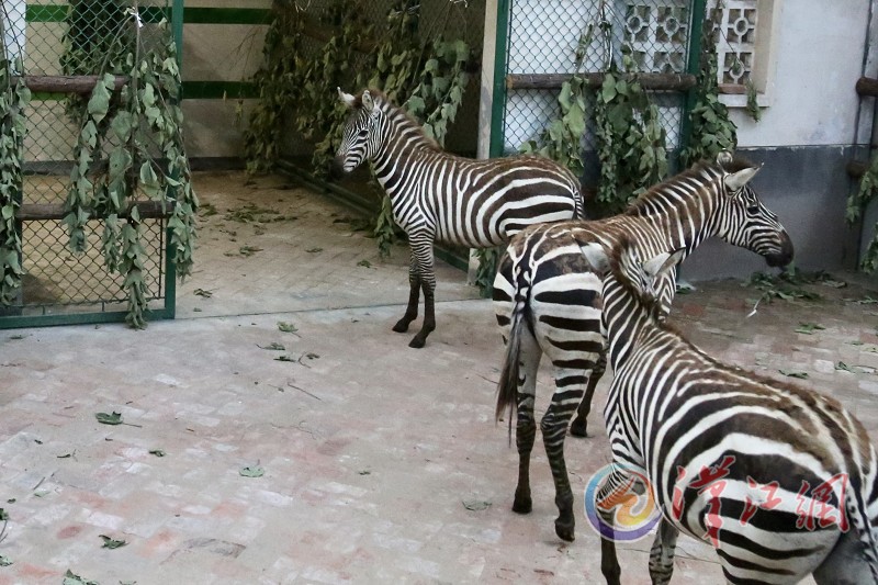 American zebras come to Xiangyang