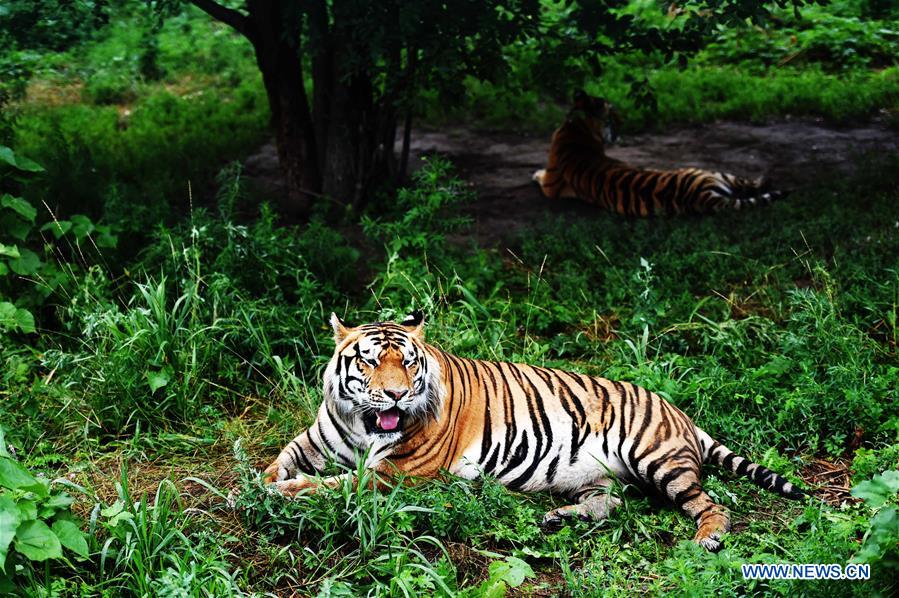 Life of Siberian tigers in NE China's Siberian Tiger Park